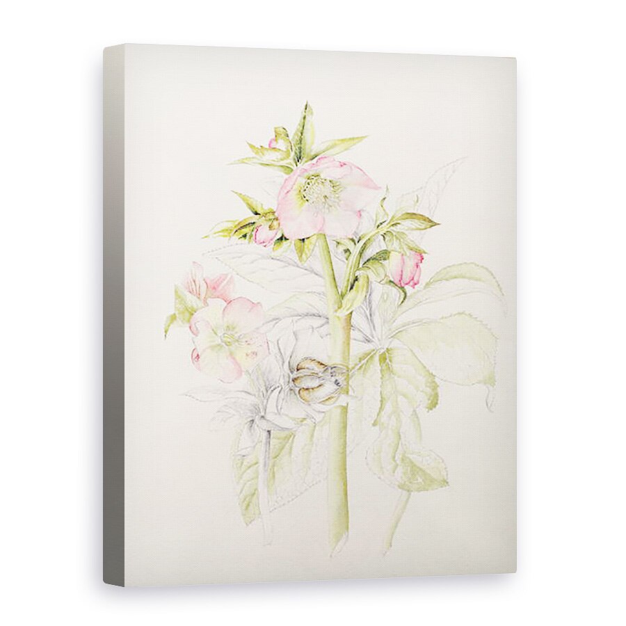 Tablou canvas - Alison Cooper - Hellebores, 75 x 100 cm