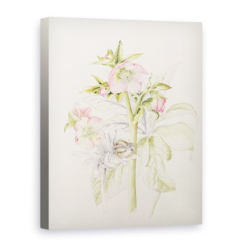 Tablou canvas - Alison Cooper - Hellebores, 75 x 100 cm Tablou canvas - Alison Cooper - Hellebores, 75 x 100 cm