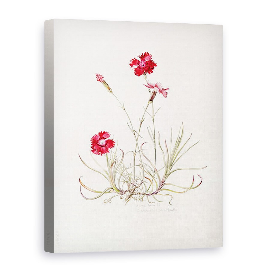 Tablou canvas - Alison Cooper - Mantaua lui Dianthus Cezar, 75 x 100 cm