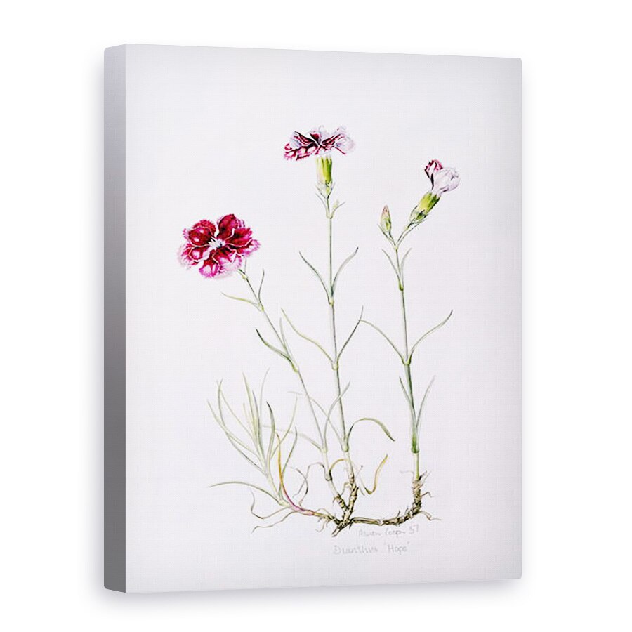 Tablou canvas - Alison Cooper - Dianthus Speranta, 75 x 100 cm