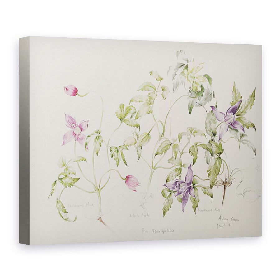 Tablou canvas - Alison Cooper - Macropetale, 75 x 100 cm