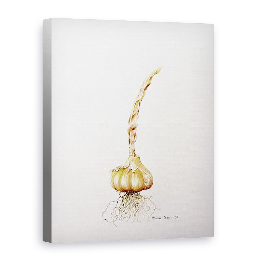 Tablou canvas - Alison Cooper - usturoi, 75 x 100 cm