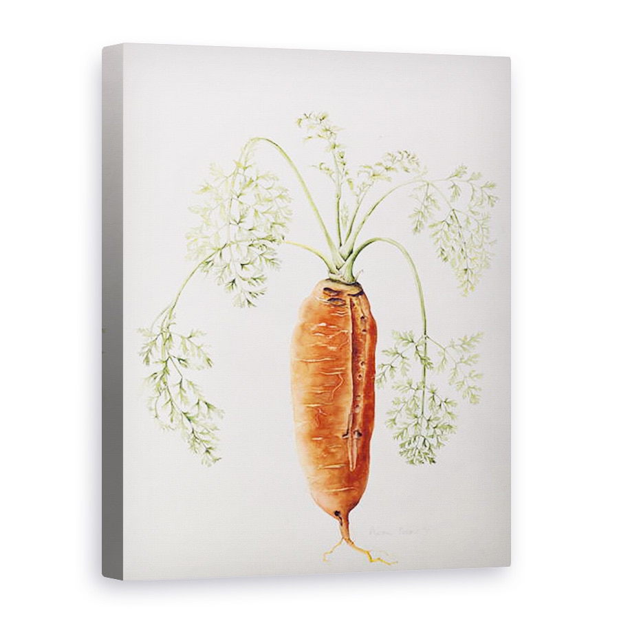 Tablou canvas - Alison Cooper - Morcov din gradina mea, 75 x 100 cm