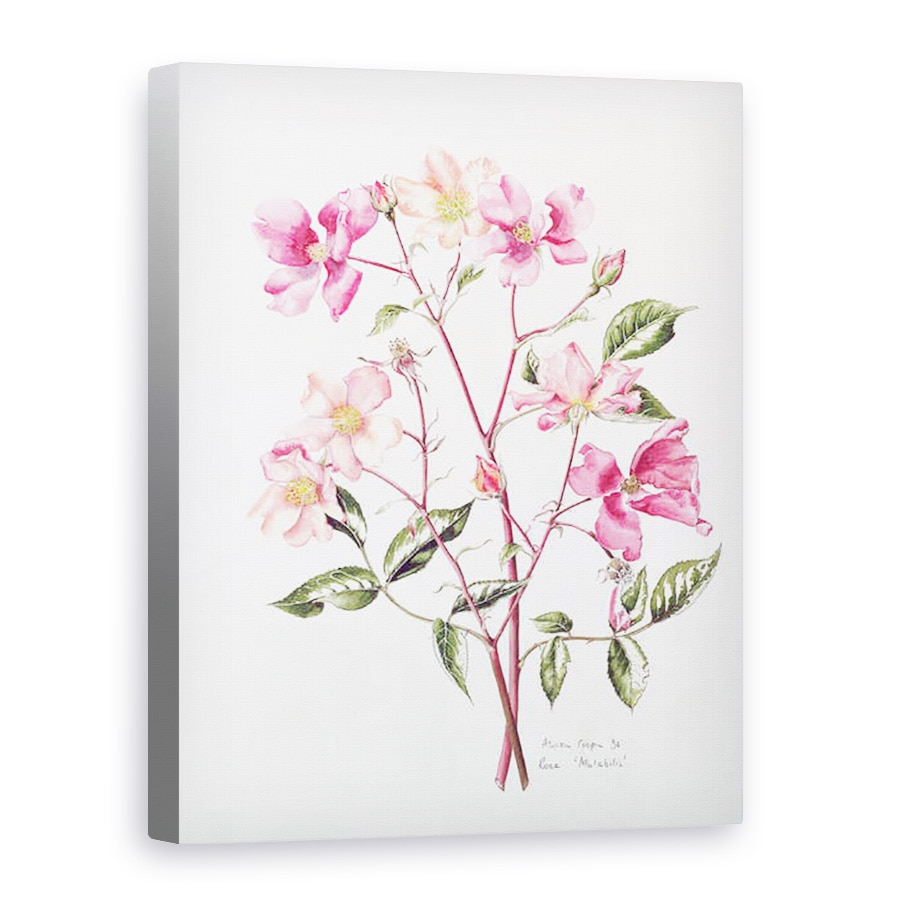 Tablou canvas - Alison Cooper - Rosa Mutabilis, 75 x 100 cm