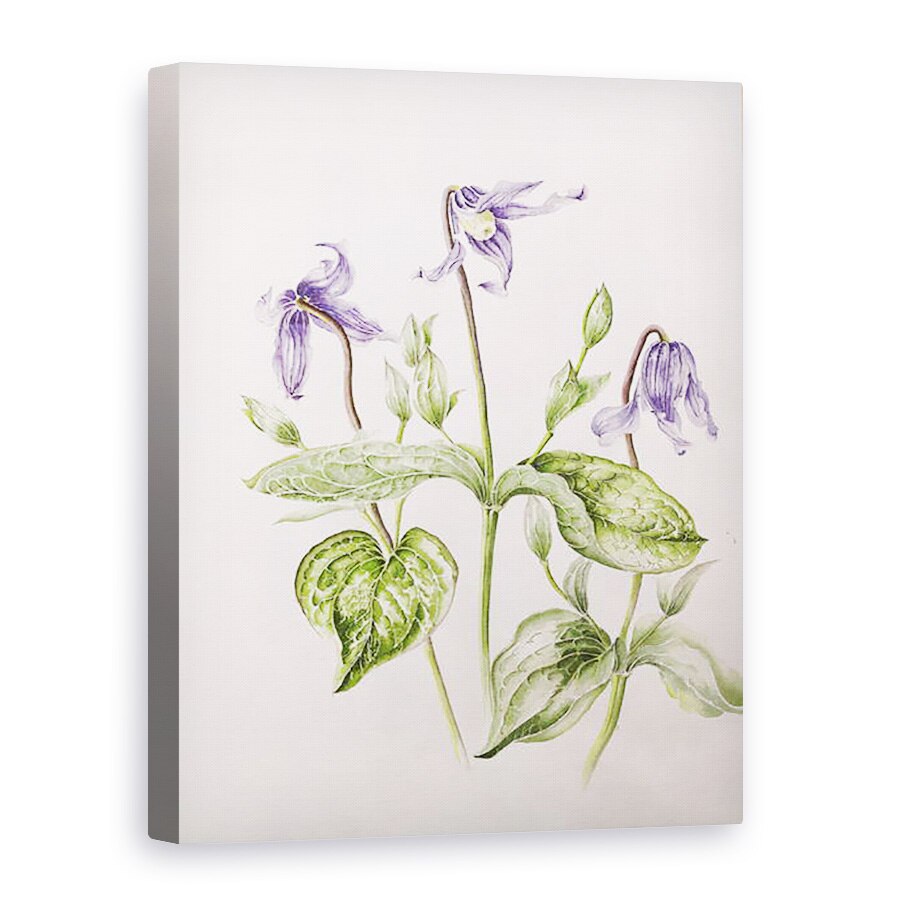 Tablou canvas - Alison Cooper - Clematis Integrifolia, 75 x 100 cm