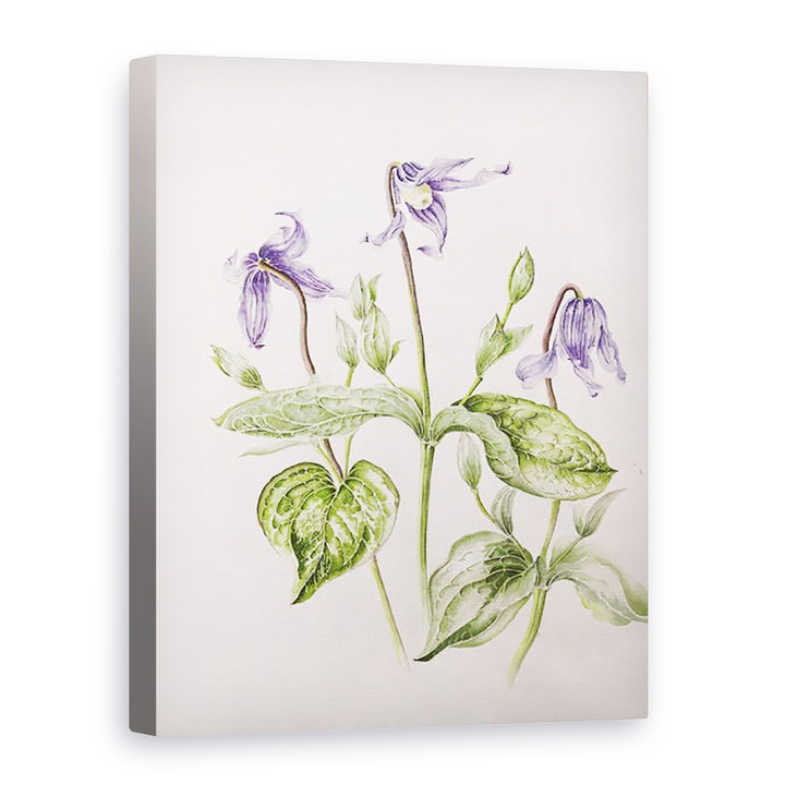 Alison Cooper - Clematis Integrifolia, Vászonkép, 75 x 100 cm