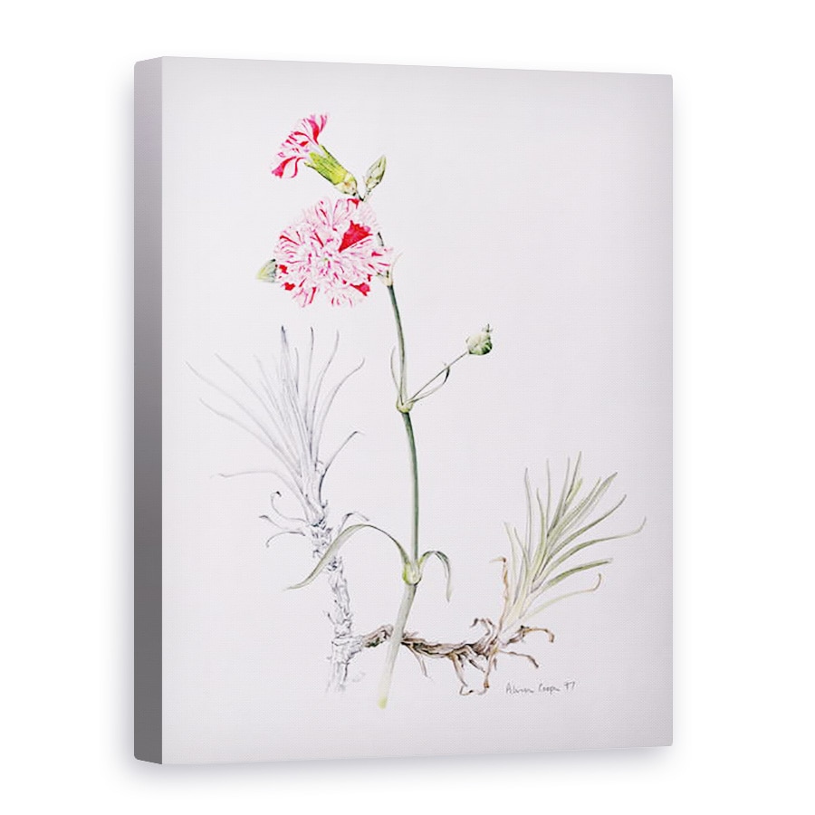 Tablou canvas - Alison Cooper - Varietate veche de Dianthus, 75 x 100 cm