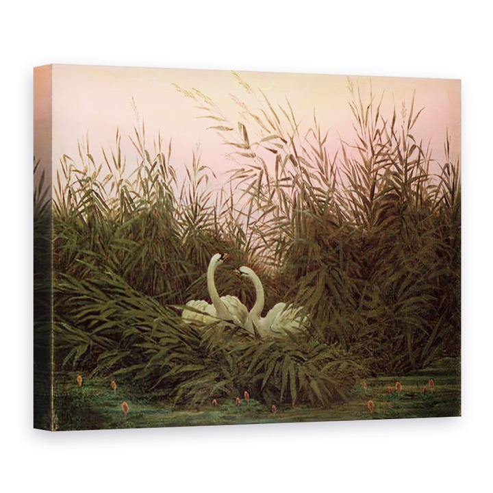 Картина на платно - Каспар Дейвид Фридрих - Лебеди в тръстика, 75 x 100 см