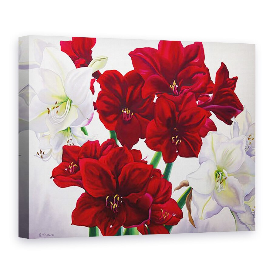 Tablou canvas - Christopher Ryland - Amaryllis rosu si alb, 75 x 100 cm