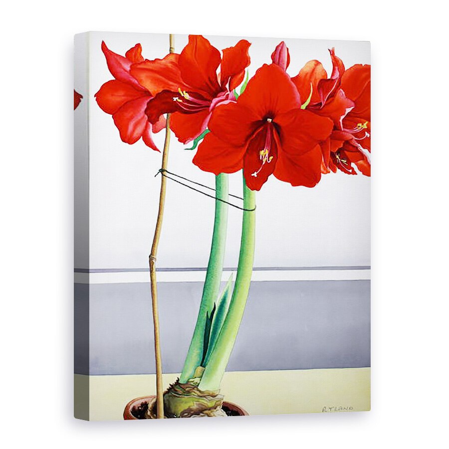 Tablou canvas - Christopher Ryland - Amaryllis rosu 2, 75 x 100 cm