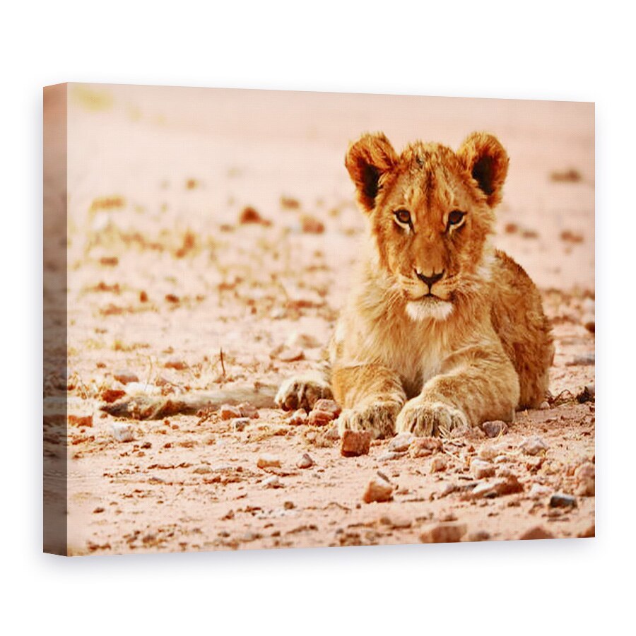 Tablou canvas - Eric Meyer - Cub, Muntele Etjo, 2018, 50 x 70 cm