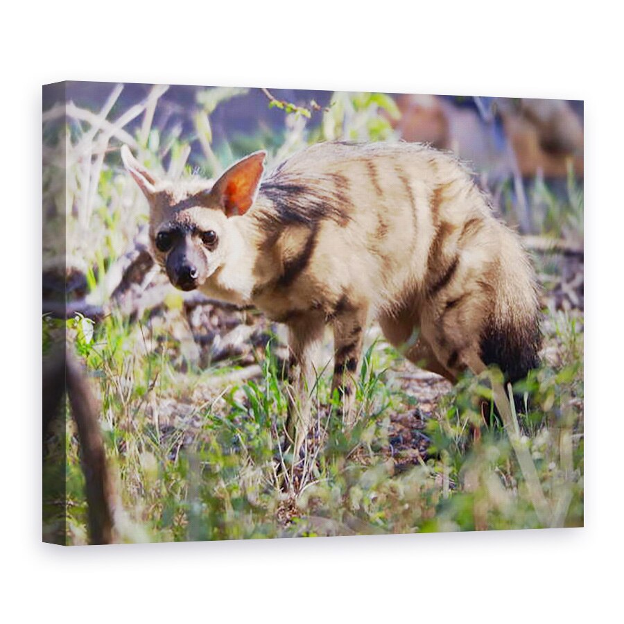 Tablou canvas - Eric Meyer - Aardwolf, Kenya, 2018, 50 x 70 cm