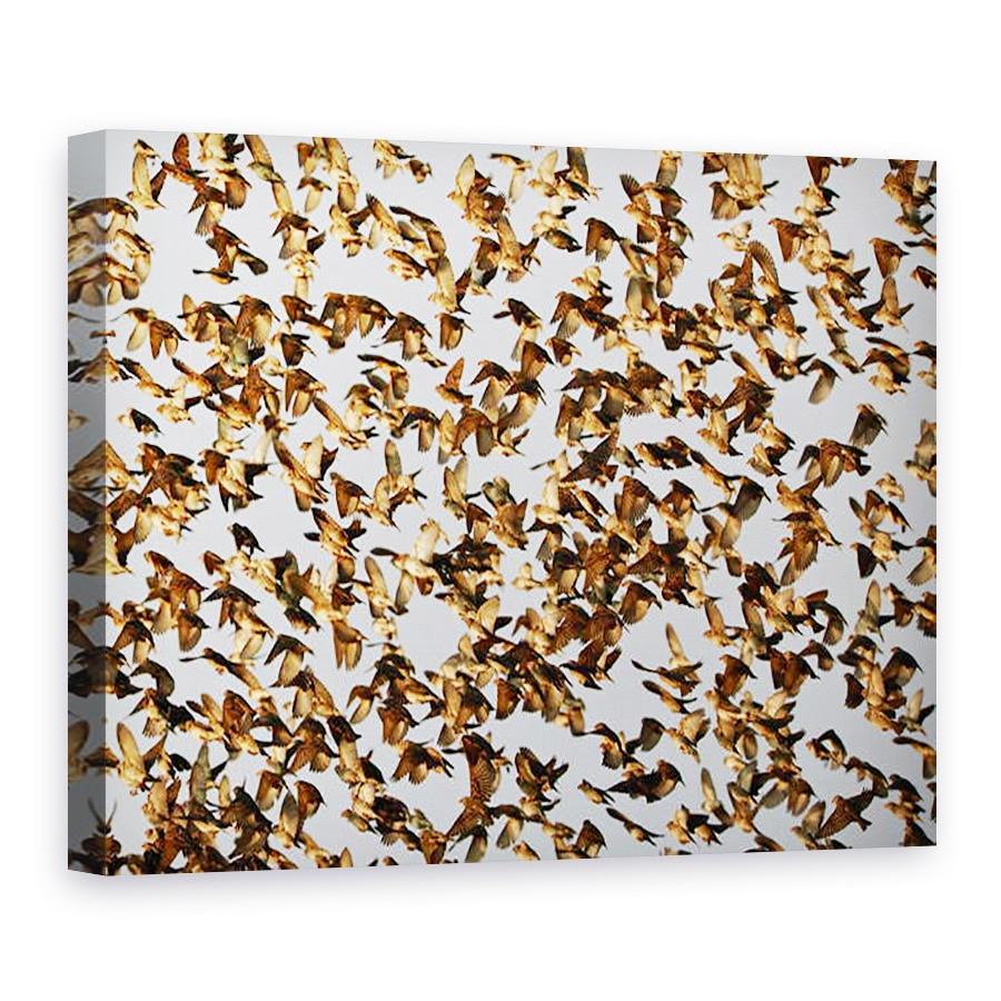 Tablou canvas - Eric Meyer - Siguranta in Numere 2, quelea cu facturare rosie, Namibia, 75 x 100 cm