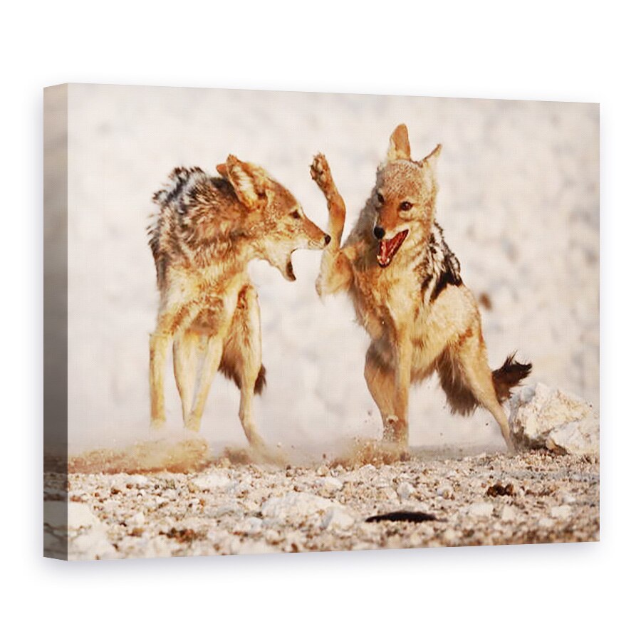 Tablou canvas - Eric Meyer - sacali sparring, Etosha, 2018, 50 x 70 cm