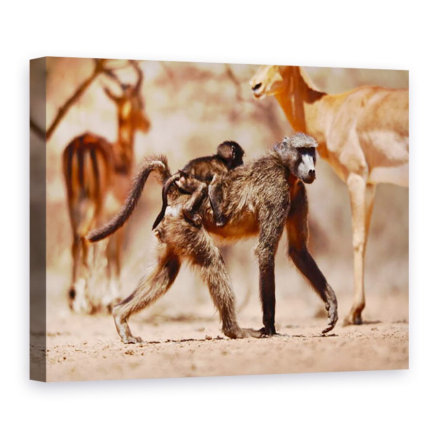 Tablou canvas - Eric Meyer - Babuini si Impala, 2019, 50 x 70 cm