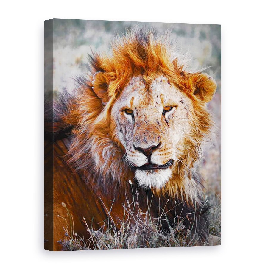 Tablou canvas - Eric Meyer - Leu, Ol Pejeta, 2017, 50 x 70 cm