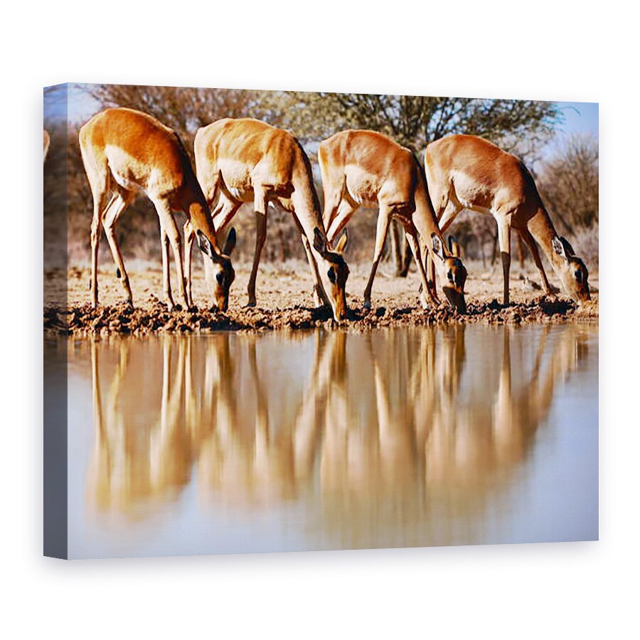 Tablou canvas - Eric Meyer - Impala baut, 2019, 50 x 70 cm