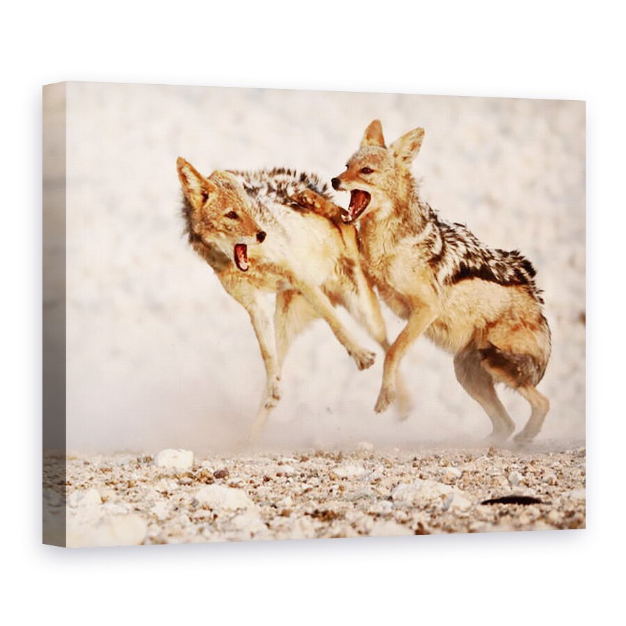Tablou canvas - Eric Meyer - Sacali Sparring 2, Etosha, 2018, 50 x 70 cm