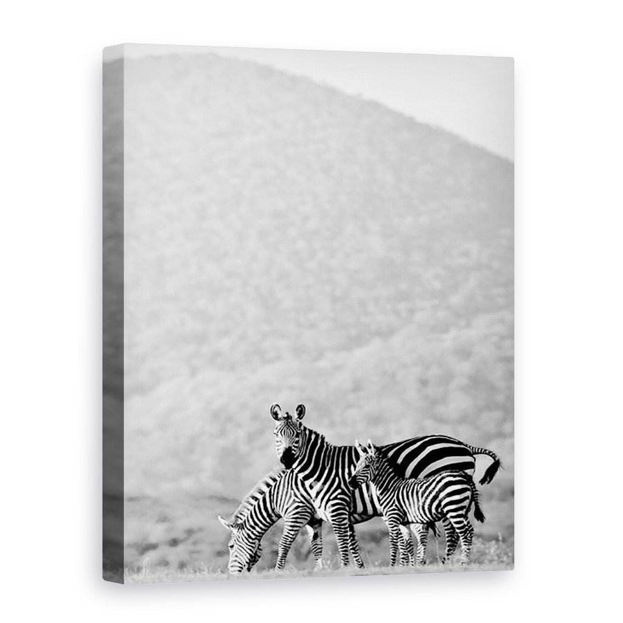 Tablou canvas - Eric Meyer - Zebra, Chyulus, 2018, 50 x 70 cm