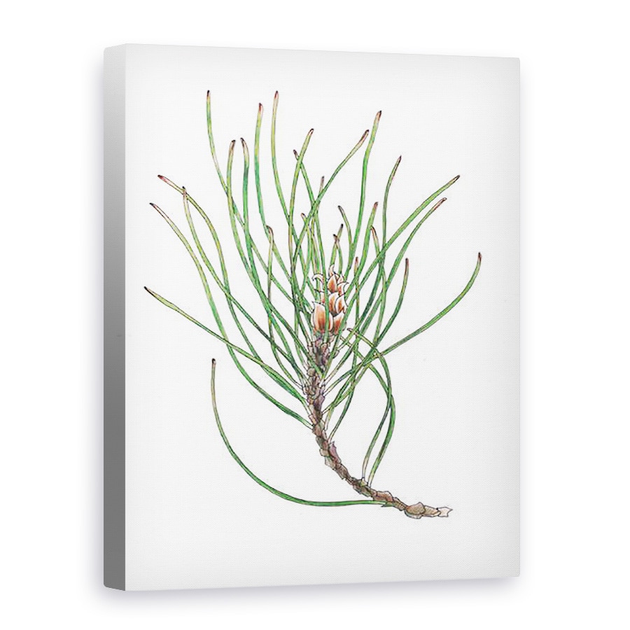 Tablou canvas - Faisal Khouja - Spray de pin 1, 2013, 50 x 70 cm