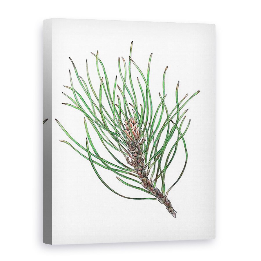 Tablou canvas - Faisal Khouja - Spray de pin 2, 2013, 50 x 70 cm