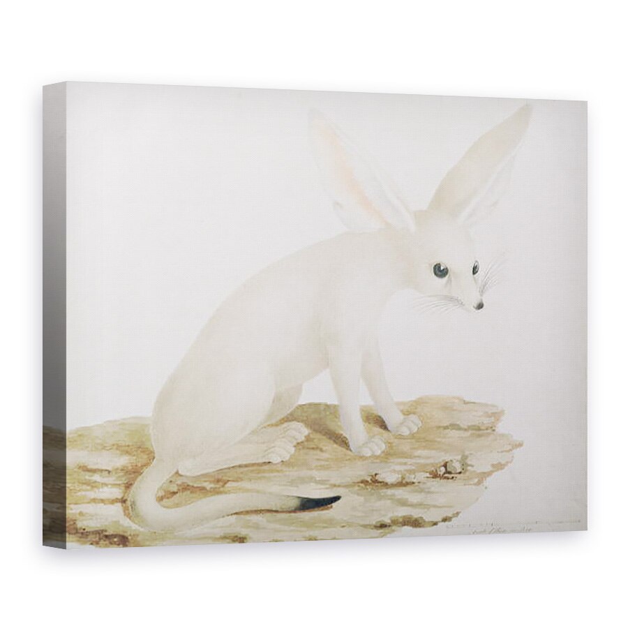Tablou canvas - James Bruce - Fennec nr. 3 Originalul ilustratiei in 