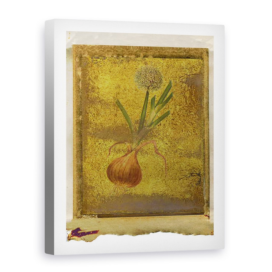 Tablou canvas - Giulio Cerocchi - Officina Medicamentaria Braydensis _Allium Cepa, 2015, 75 x 100 cm