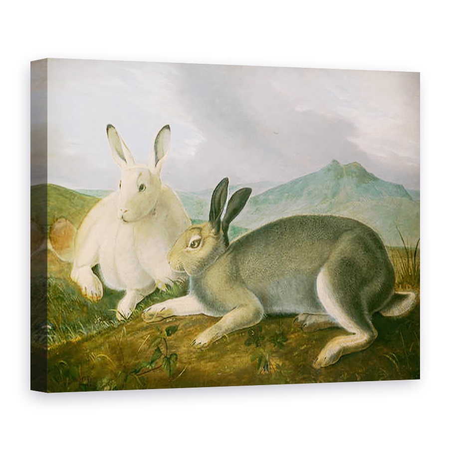 Tablou canvas - John James Audubon - Iepurele arctic, 75 x 100 cm
