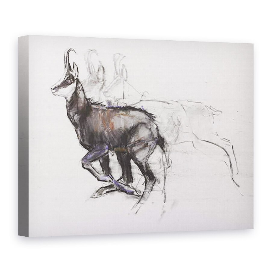 Tablou canvas - Mark Adlington - Rularea Chamois, 60 x 80 cm