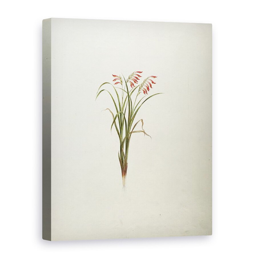 Tablou canvas - Luigi Balugani - Planta neidentificata cu flori, 75 x 100 cm
