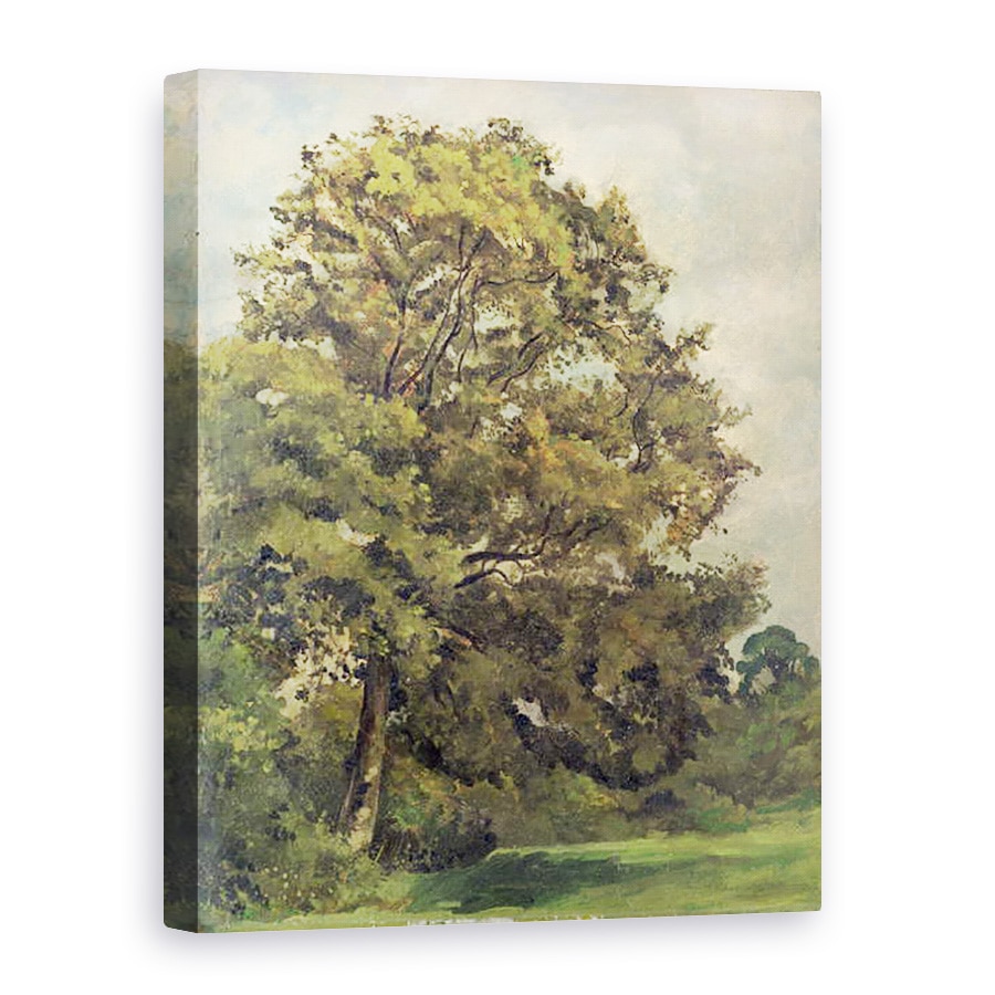 Tablou canvas - Lionel Constable - Studiul unui frasin, 60 x 80 cm