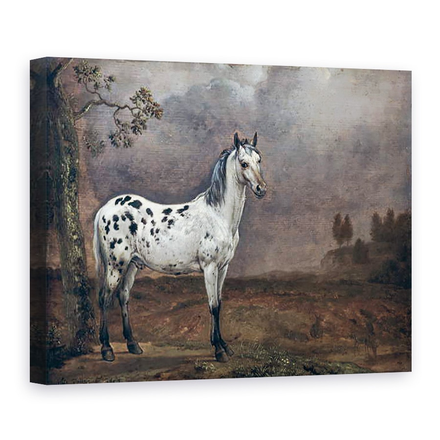 Tablou canvas - Paulus Potter - Calul Piebald, 60 x 80 cm