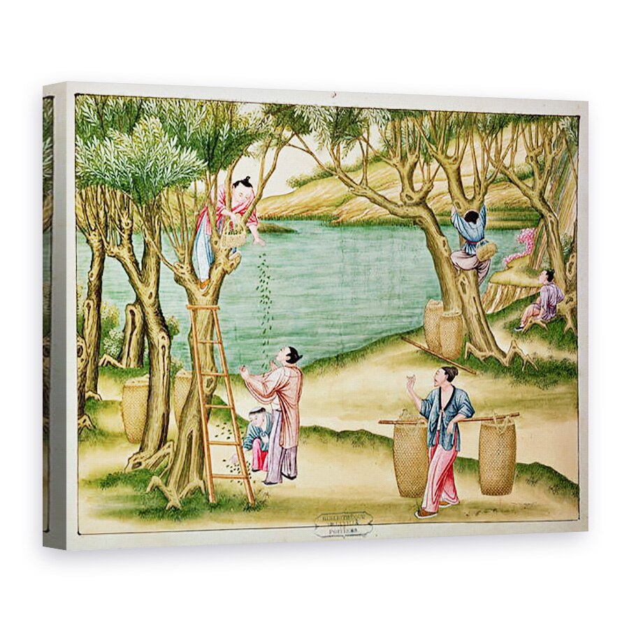 Tablou canvas - Scoala chineza - Colectarea duzilor, 50 x 70 cm