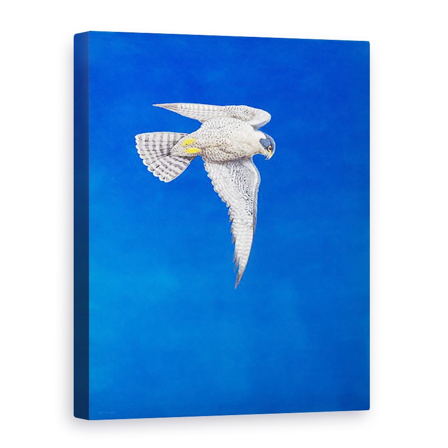 Tablou canvas - Tim Hayward - soimul Peregrine, 75 x 100 cm