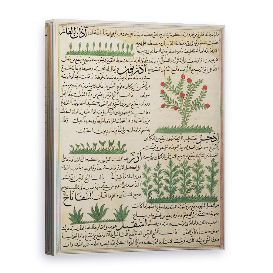 Tablou canvas - Scoala Islamica - Dna E-7 Fol. 142b Plante botanice, 50 x 70 cm