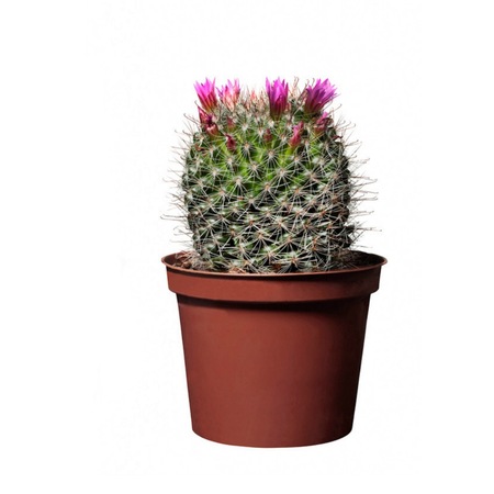 Cactus Mammillaria Cactus Cu Flori Emag Ro
