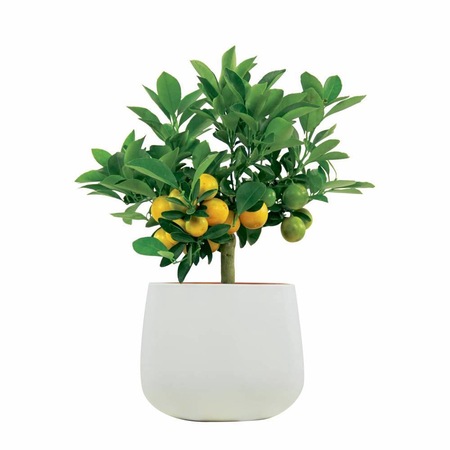 Calamondin Pe Picior Mandarin Pitic Cu Vas Decorativ Emag Ro