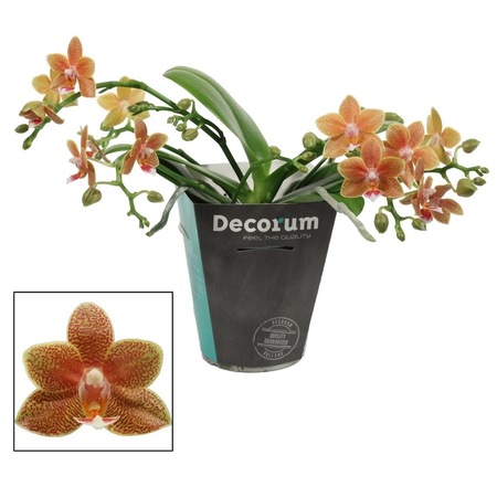 Orhidee Phalaenopsis Cu Flori Parfumate 4 Tije Emag Ro