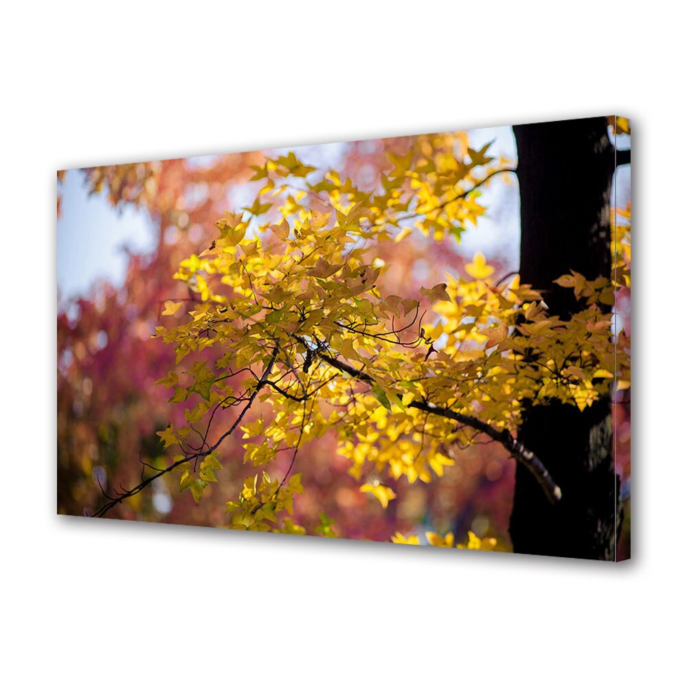 Tablou Canvas Luminos in intuneric VarioView LED, Toamna, Lumina difuza rozalie, 40 x 60 cm