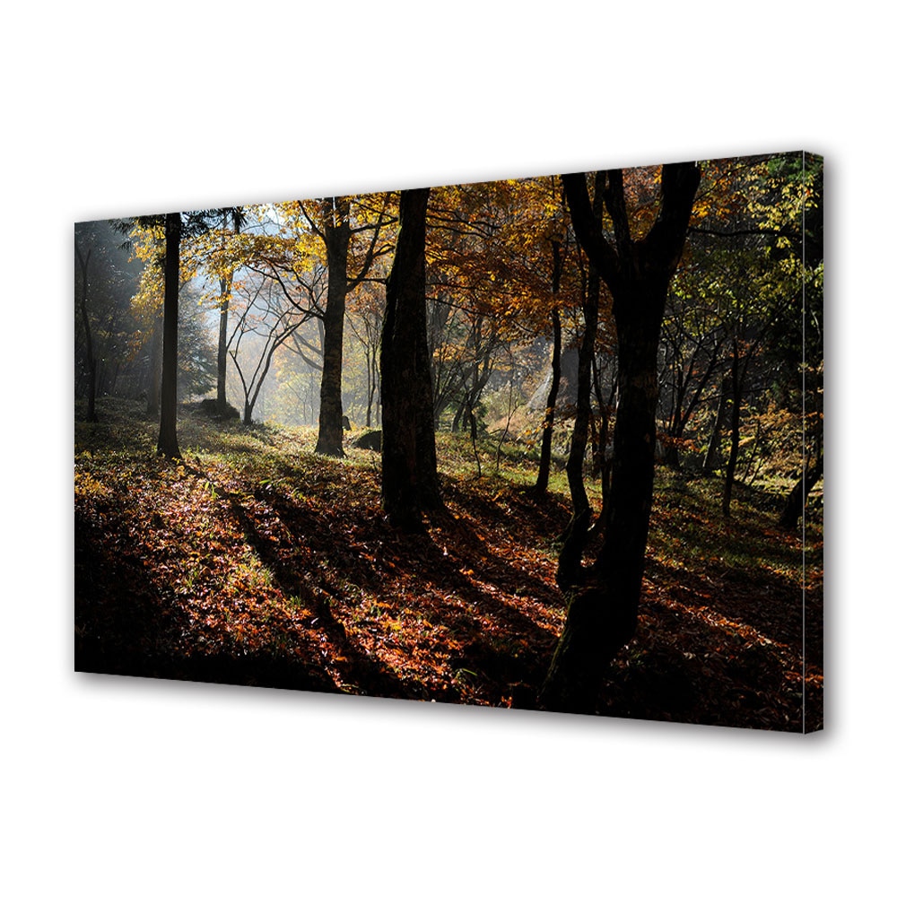 Tablou Canvas Luminos in intuneric VarioView LED, Toamna, Umbre in padure, 40 x 60 cm