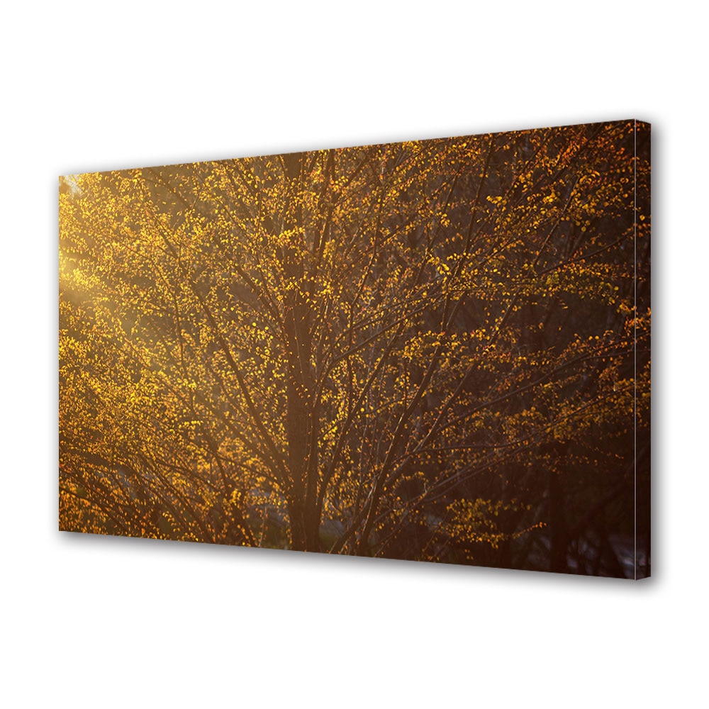 Tablou Canvas Luminos in intuneric VarioView LED, Toamna, Coroana de copac in lumina diminetii, 40 x 60 cm