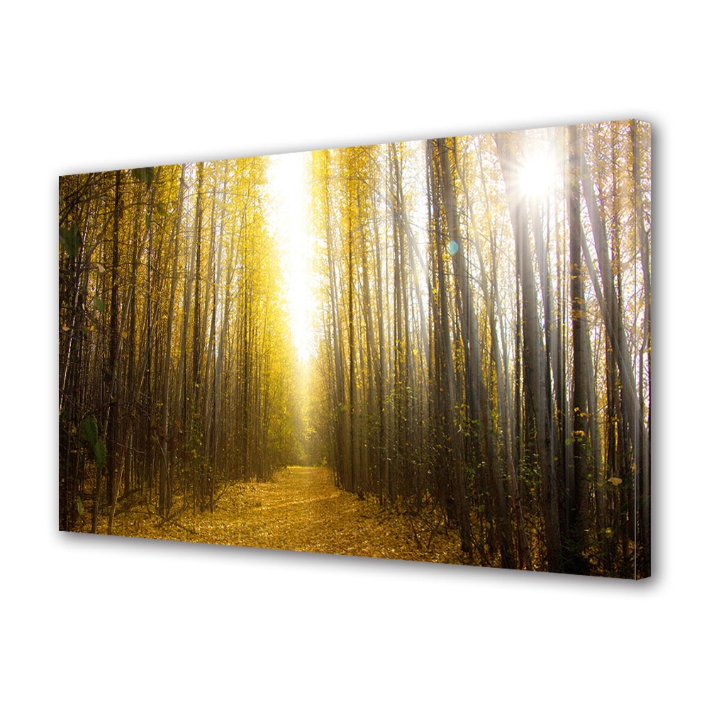 Tablou Canvas Luminos in intuneric VarioView LED, Toamna, Coloane de trunchiuri si lumina, 40 x 60 cm