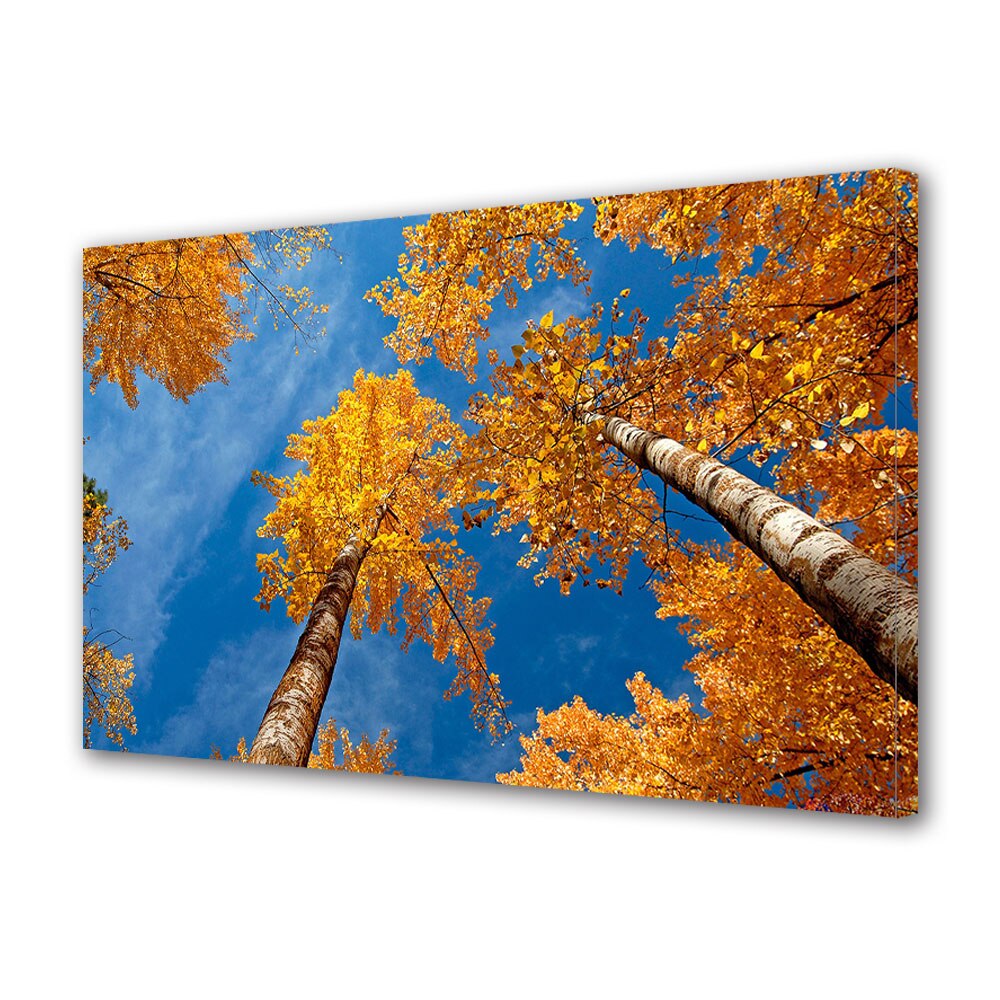 Tablou Canvas Luminos in intuneric VarioView LED, Toamna, Copaci inalti spre cerul albastru, 30 x 45 cm
