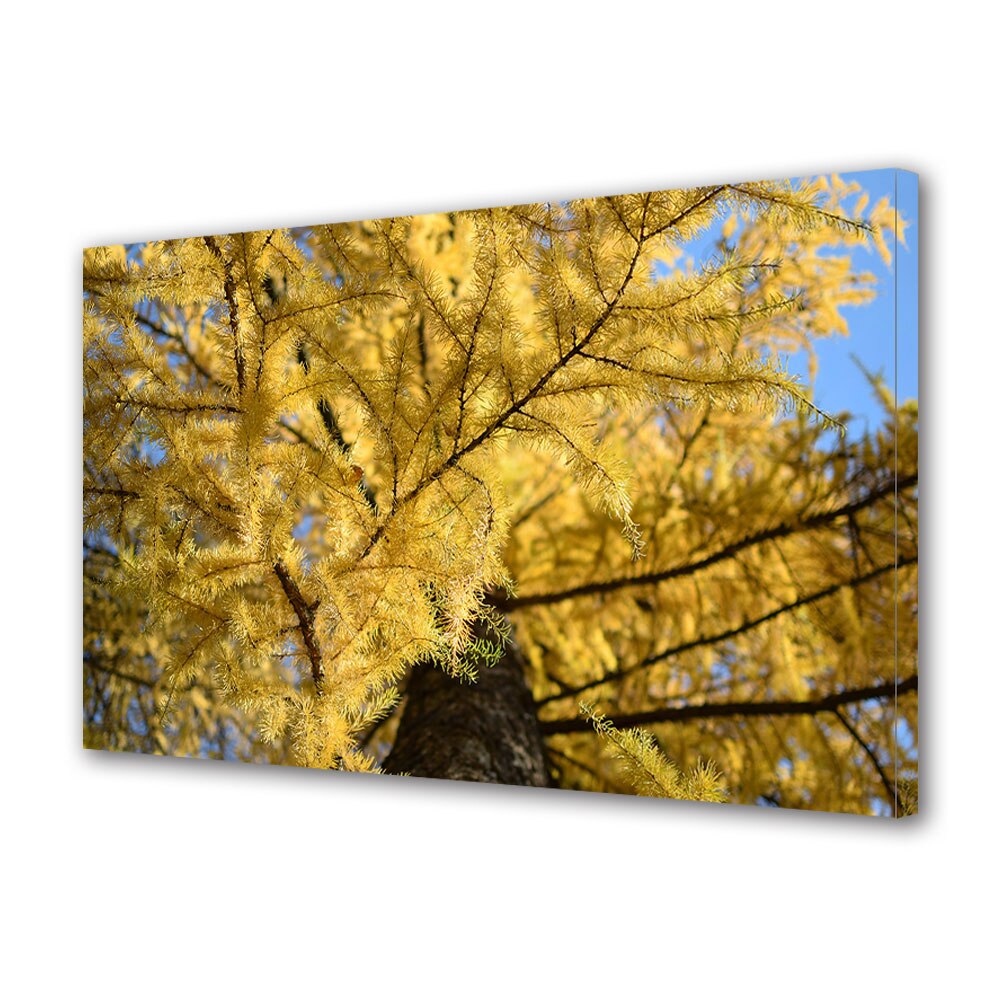 Tablou Canvas Luminos in intuneric VarioView LED, Toamna, Conifer ingalbenit, 40 x 60 cm