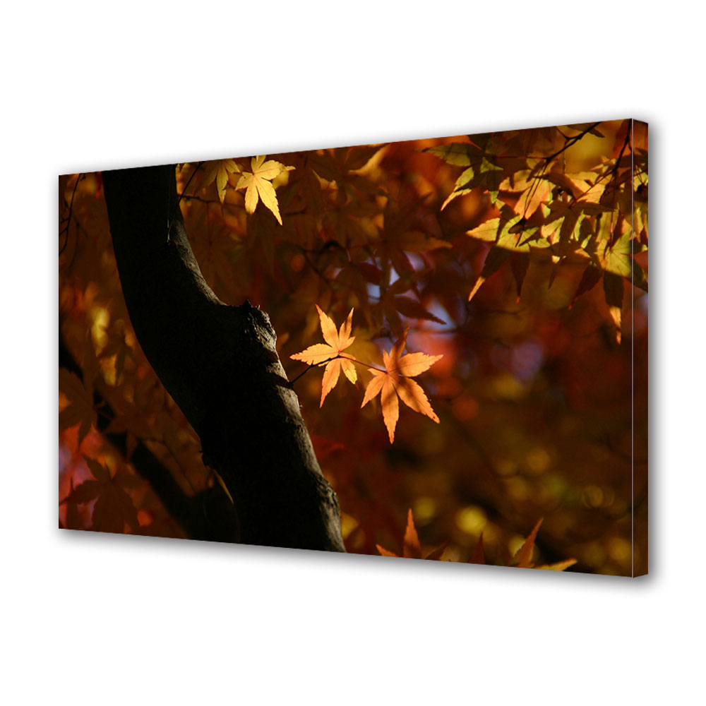 Tablou Canvas Luminos in intuneric VarioView LED, Toamna, Frunze la soare, 30 x 45 cm