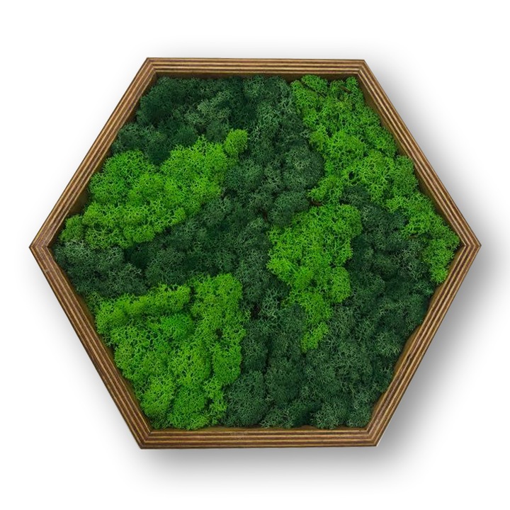 Tablou hexagonal cu licheni stabilizati, muschi naturali LoveLasy, rama lemn, 30 x 26 cm, Verde deschis/Verde inchis