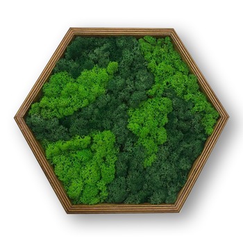 Tablou hexagonal cu licheni stabilizati, muschi naturali LoveLasy, rama lemn, 40 x 35 cm, Verde deschis/Verde inchis Tablou hexagonal cu licheni stabilizati, muschi naturali LoveLasy, rama lemn, 40 x 35 cm, Verde deschis/Verde inchis