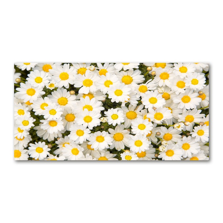 Pictura pe panza, Dimensiune: 140 cm x 70 cm, Decorarea peretilor - margarete