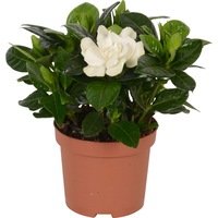 gardenia - flori delicat parfumate imagen 40_2_
0