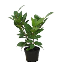 laurus nobilis - dafin comestibil h20cm  vas decorativ imagen 24_0_
0